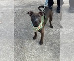 Small #3 American Staffordshire Terrier-German Shepherd Dog Mix