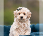Small #1 Maltipoo (Miniature)