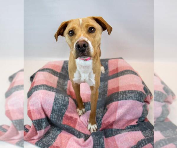 Medium Photo #2 Labrador Retriever-Unknown Mix Puppy For Sale in Kennesaw, GA, USA