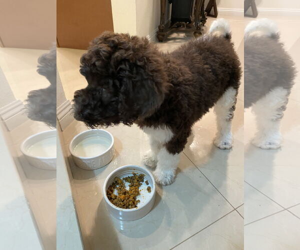 Medium Photo #2 Labradoodle Puppy For Sale in Tustin, CA, USA