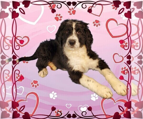 Medium Photo #29 Bernedoodle Puppy For Sale in BLACK FOREST, CO, USA