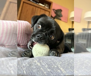 Pug-Unknown Mix Dogs for adoption in La Verne, CA, USA
