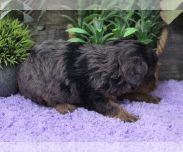 Medium Photo #6 Cavapoo (Miniature) Puppy For Sale in CARLISLE, KY, USA