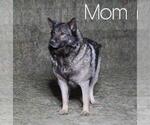 Small Photo #4 Norwegian Elkhound Puppy For Sale in FREDERICKSBG, OH, USA