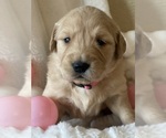 Small Photo #2 Golden Retriever Puppy For Sale in ANTIOCH, CA, USA