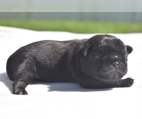 Medium Photo #2 Pug Puppy For Sale in PALM COAST, FL, USA