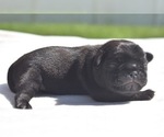 Small #1 Pug