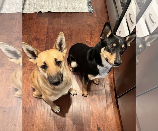 Medium Photo #3 Australian Kelpie-Unknown Mix Puppy For Sale in Milpitas, CA, USA