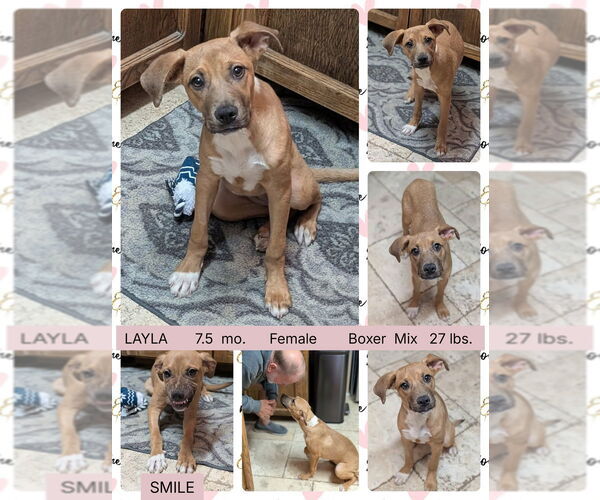 Medium Photo #2 Boxer-Unknown Mix Puppy For Sale in Mesa, AZ, USA