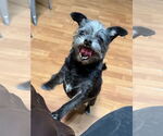 Small #3 Brussels Griffon Mix