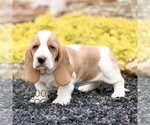 Small #3 Basset Hound