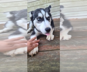 Siberian Husky Puppy for Sale in SICKLERVILLE, New Jersey USA