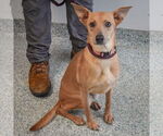 Small #2 Basenji-Italian Greyhound Mix