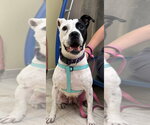 Small Photo #2 Mutt Puppy For Sale in Pompano Beach , FL, USA