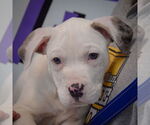 Small #5 American Bulldog-American Staffordshire Terrier Mix