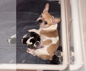 Mother of the French Bulldog puppies born on 01/11/2026