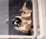 Small Photo #1 French Bulldog Puppy For Sale in YORKTOWN, IN, USA