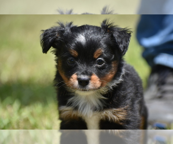 Medium Photo #4 Miniature American Shepherd Puppy For Sale in PALM COAST, FL, USA