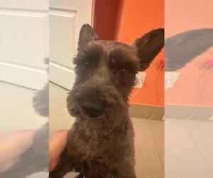 Mother of the Schnauzer (Miniature) puppies born on 04/07/2025