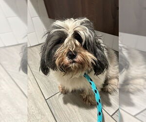 Shih Tzu-Unknown Mix Dogs for adoption in Rancho Cucamonga, CA, USA