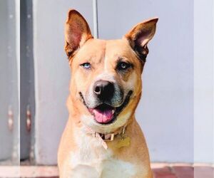 Medium Mutt
