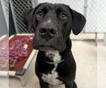 Small #2 American Pit Bull Terrier-Labrador Retriever Mix