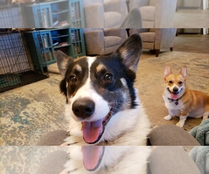 Pembroke Welsh Corgi Dog for Adoption in BURTRUM, Minnesota USA