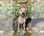 Small #7 Labrador Retriever Mix