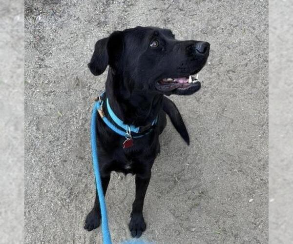 Medium Photo #11 Labrador Retriever-Unknown Mix Puppy For Sale in San Diego, CA, USA