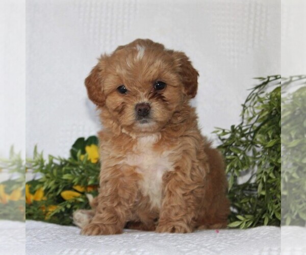 Medium Photo #3 ShihPoo Puppy For Sale in QUARRYVILLE, PA, USA