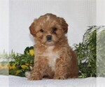 Small Photo #3 ShihPoo Puppy For Sale in QUARRYVILLE, PA, USA