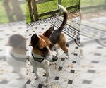 Small #2 Australian Shepherd-Beagle Mix