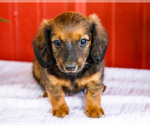 Small #7 Dachshund