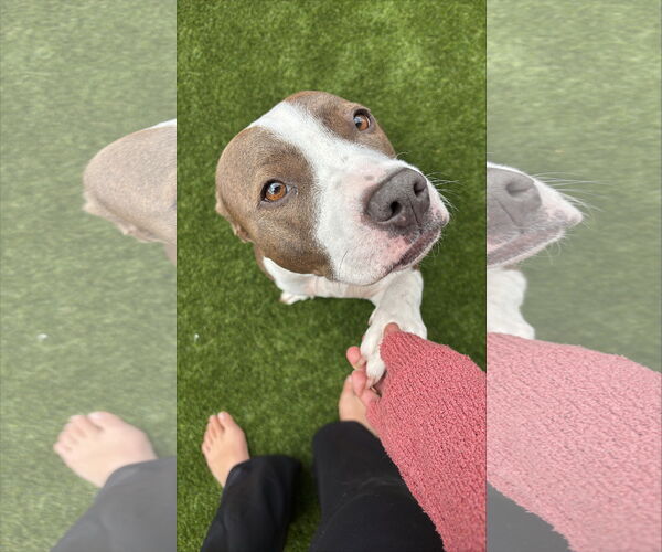 Medium Photo #2 American Pit Bull Terrier-Unknown Mix Puppy For Sale in Chandler, AZ, USA