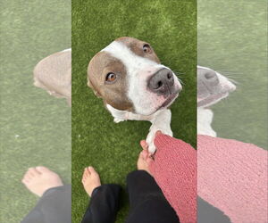 IRIS - Female American Pit Bull Terrier-Unknown Mix Dog for Adoption - Photo #2