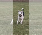 Small #2 Bull Terrier Mix