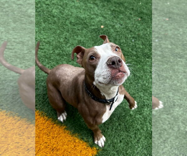 Medium Photo #1 American Staffordshire Terrier-Boxer Mix Puppy For Sale in New Orleans, LA, USA