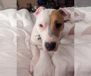 American Pit Bull Terrier-Unknown Mix Dogs for adoption in Calgary, Alberta, Canada