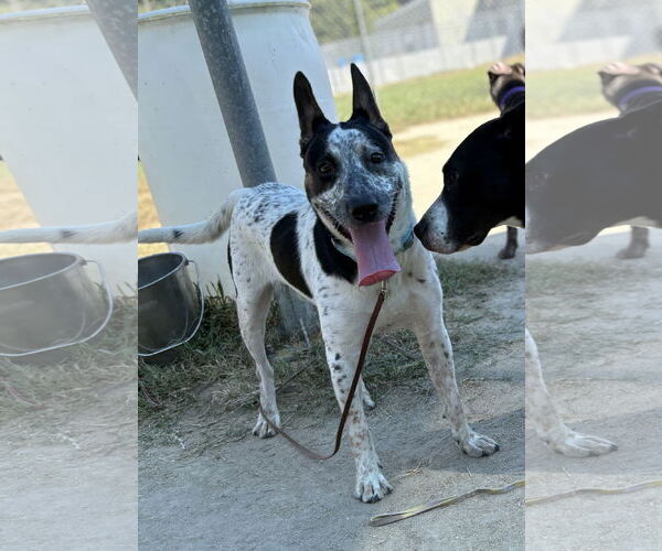 Medium Photo #2 Mutt Puppy For Sale in Virginia Beach, VA, USA