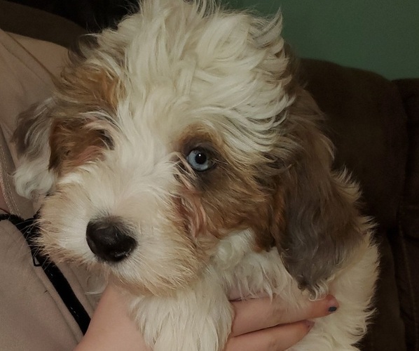 Medium Photo #7 Bernedoodle (Miniature) Puppy For Sale in LEETONIA, OH, USA