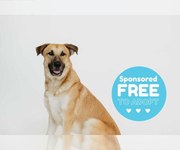 Medium Photo #5 Anatolian Shepherd-Unknown Mix Puppy For Sale in Chestertown, MD, USA