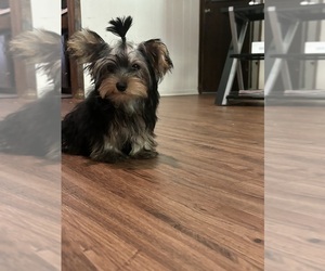 Yorkshire Terrier Puppy for sale in HEWITT, TX, USA