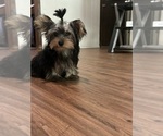 Small Yorkshire Terrier