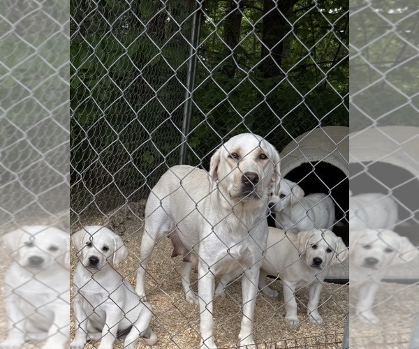 Medium Photo #1 Labrador Retriever Puppy For Sale in ALL HEALING SPRINGS, NC, USA