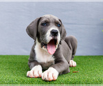 Small Photo #117 Great Dane Puppy For Sale in WAKARUSA, IN, USA