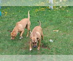 Small Photo #13 Labrador Retriever-Unknown Mix Puppy For Sale in Sebec, ME, USA