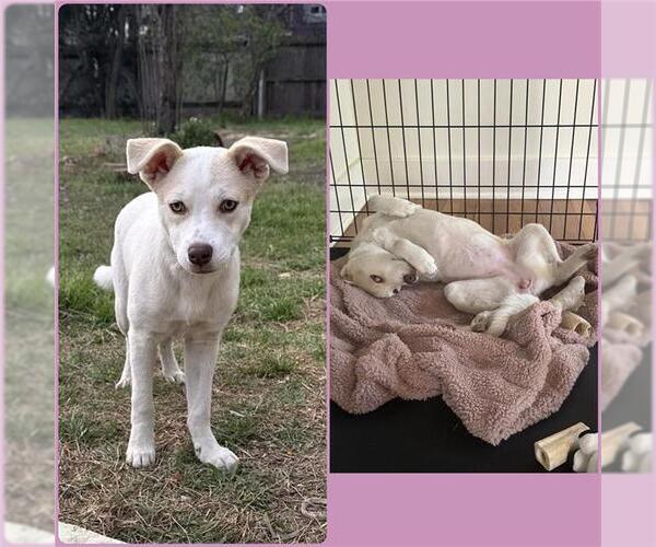 Medium Photo #1 Catahoula Leopard Dog-Unknown Mix Puppy For Sale in San Antonio, TX, USA