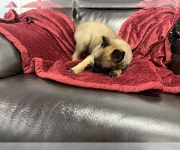Medium Photo #120 Belgian Malinois Puppy For Sale in REESEVILLE, WI, USA