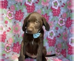 Small Photo #5 Labrador Retriever Puppy For Sale in LANCASTER, PA, USA