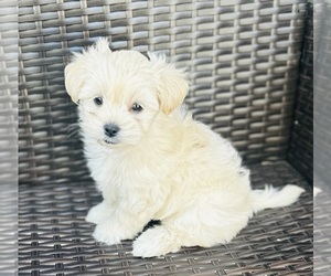 Shih Tzu-Unknown Mix Dogs for adoption in MARTINEZ, CA, USA